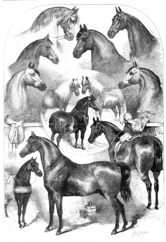 Prize horses at the Horse Show in the Agricultural Hall, Islington, 1865. Creator: Unknown.