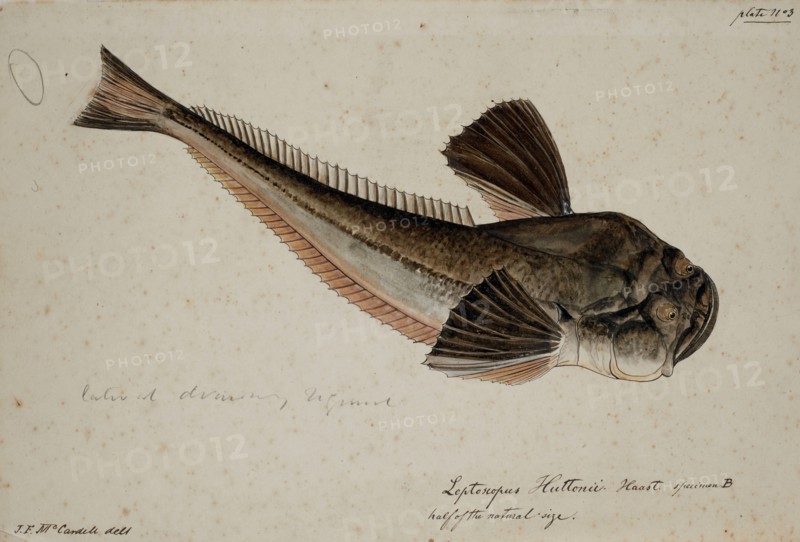 Leptoscopus huttonii, Haast specimen B, 1872. Creator: James Francis McCardell.