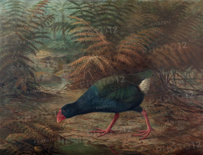 A moho takahe (Notornis mantelli), 1902. Creator: Johannes Keulemans.