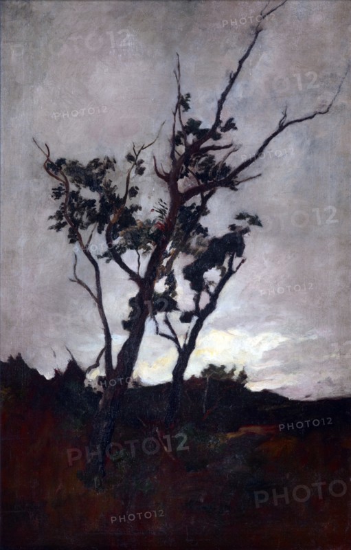 Tree study,  c1893-98. Creator: Petrus van der Velden.