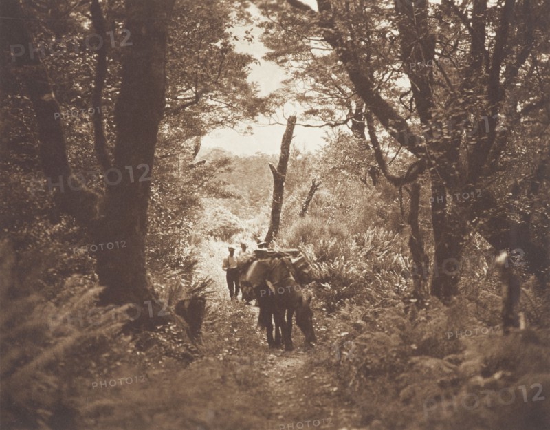 On Milford track. From the album: Camera Pictures of New Zealand, 1920s. Creator: Harry Moult.