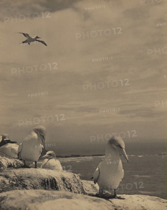 Gannets, c1939. Creator: Thelma Kent.