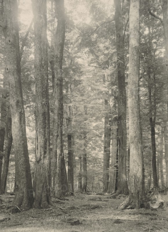 In the Birch forest, Paradise, Lake Wakatipu, c1924. Creator: Eunice Harriett Garlick.
