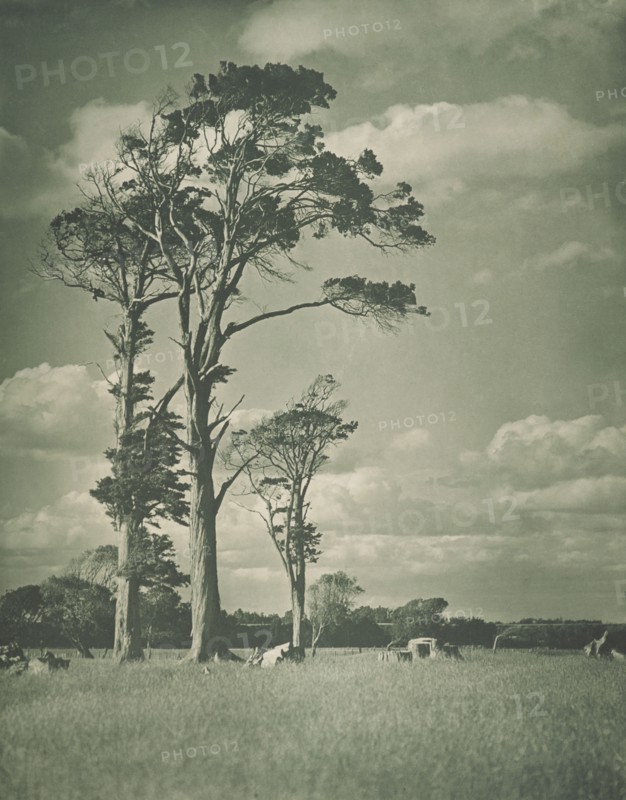 Native rimu, 1920s. Creator: Harry Moult.