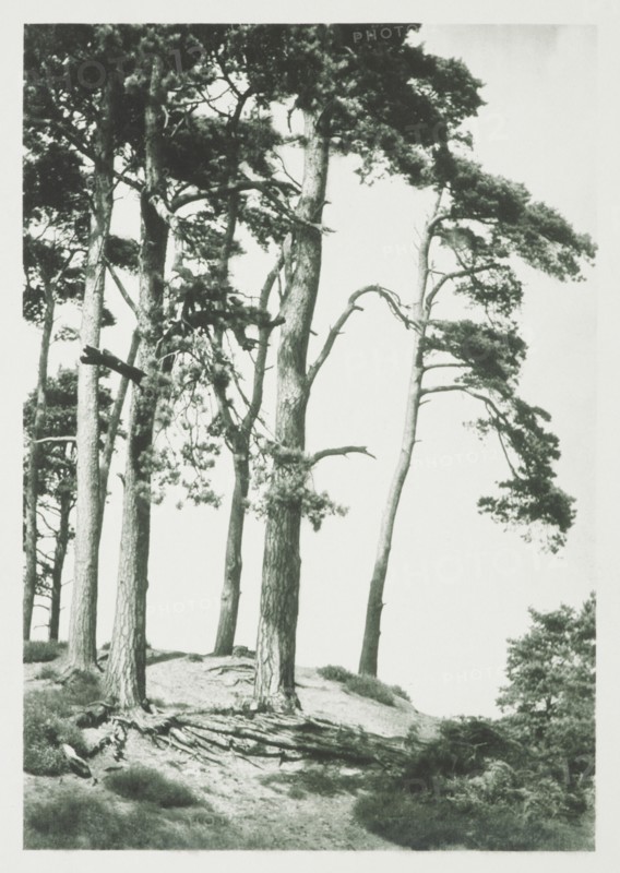 [Trees on hilltop]. From the album: Photograph album - England,  1920s. Creator: Harry Moult.