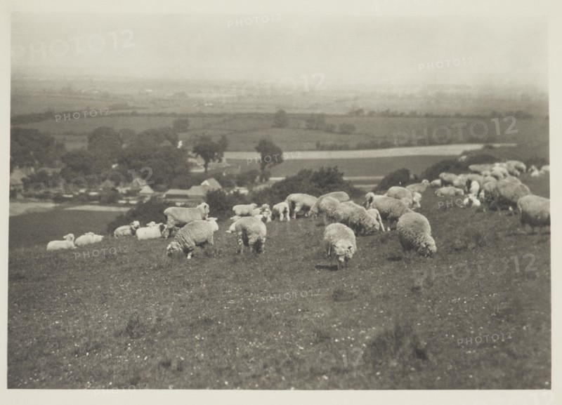 Sheep on hillside. From the album: Photograph album - England, 1920s. Creator: Harry Moult.