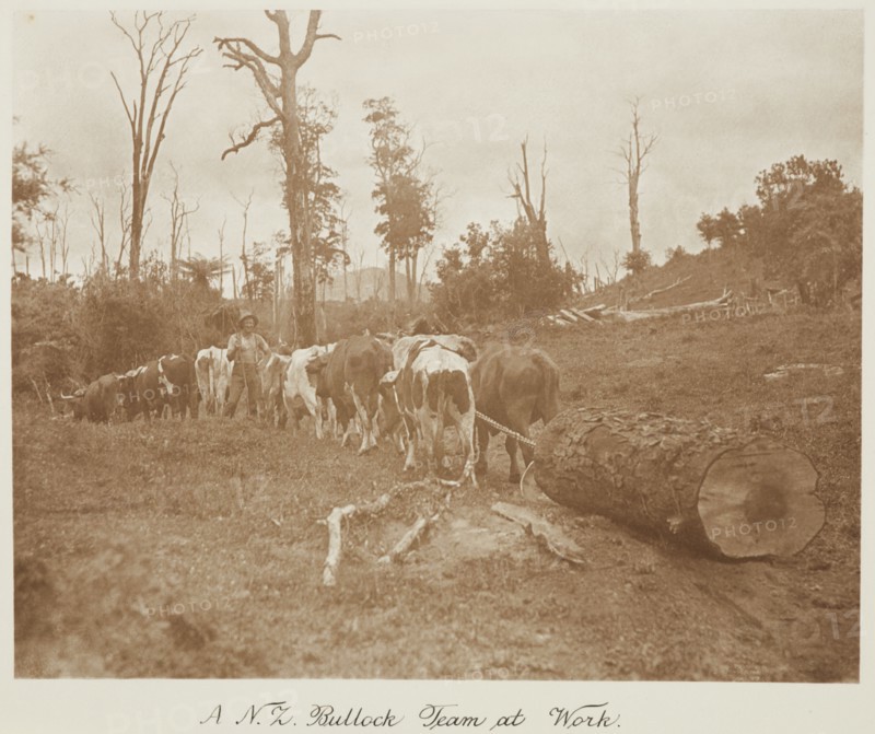 A N.Z. bullock team at work. From the album: Record Pictures of New Zealand, 1920s. Creator: Harry Moult.