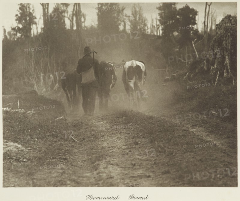 Homeward bound. From the album: Camera Pictures of New Zealand, 1920s. Creator: Harry Moult.