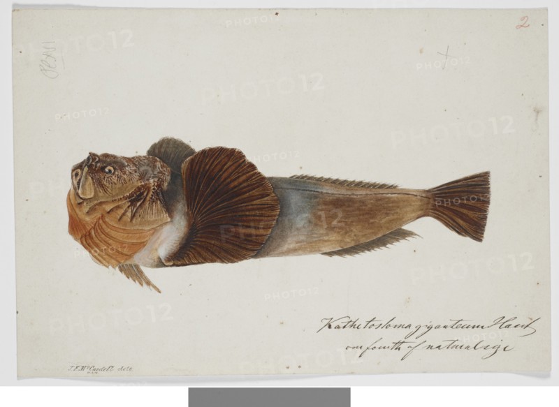 Kathetostoma Giganteum Haast one fourth of natural size, 1872. Creator: James Francis McCardell.