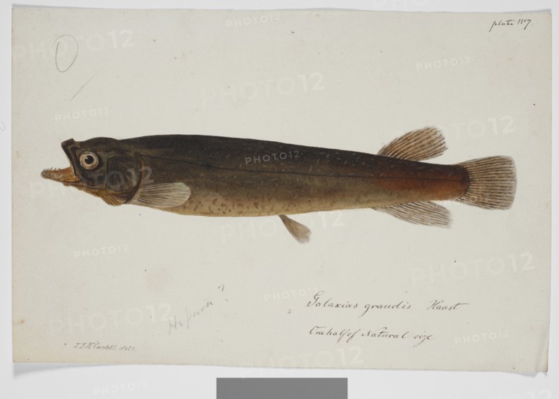 Galaxias grandis, Haast, 1872. Creator: James Francis McCardell.