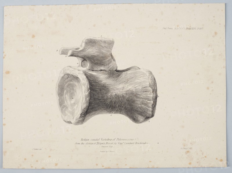 Median Caudal Vertebra of Pelorosaurus [?] from the strata of Tilgate Forest..., 1801. Creator: George Scharf.