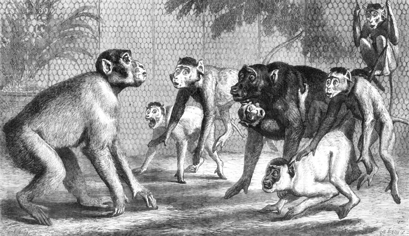 A new arrival at the Zoological Society's Gardens, Regent's Park, 1868. Creator: Mason Jackson.