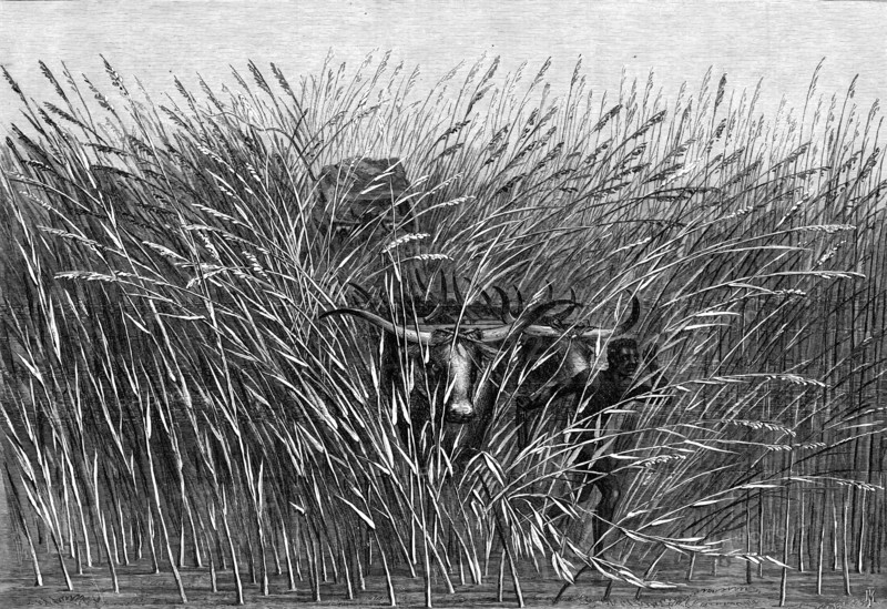 Grass of the Desert, a scene of travel in South Africa, from a sketch by Mr. Thomas Baines..., 1865. Creator: Mason Jackson.