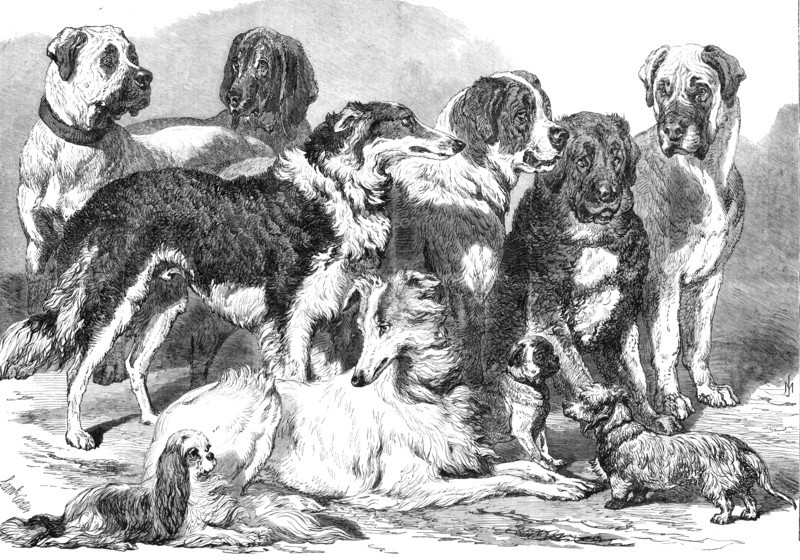 Prize dogs in the National Dog Show at Islington, 1869. Creator: Unknown.