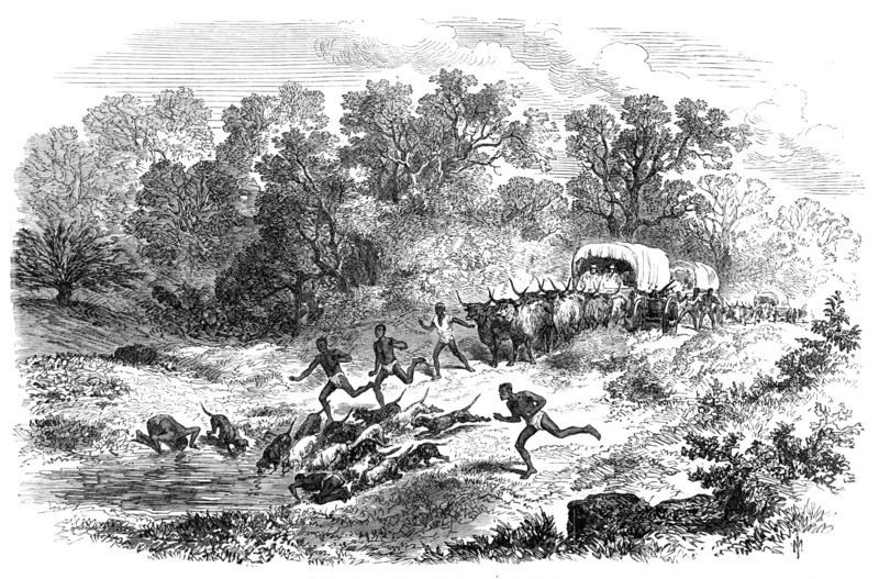 Travelling in Africa: the rain-pool by the way, 1869. Creator: Unknown.