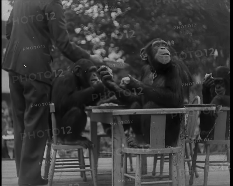 Chimpanzees Having a Tea Party at the Zoo, 1940. Creator: British Pathe Ltd.