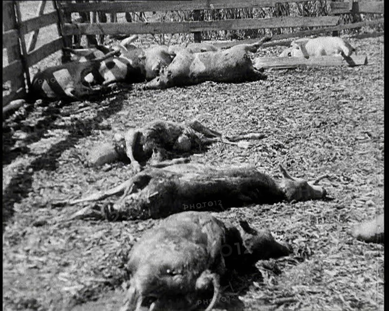 Herds of Cows Suffering And Dying Because of Industrialisation, 1932. Creator: British Pathe Ltd.
