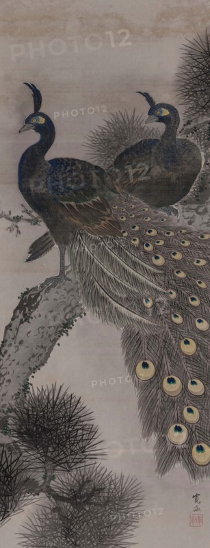 A pair of peacocks on a pine tree, 19th century. Creator: Kanpo; Araki (1831-1915).