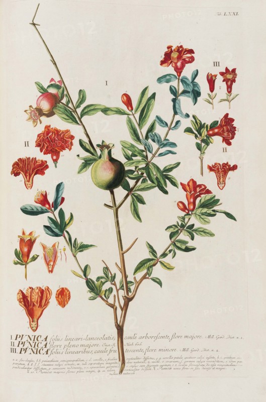 Plantae selectae by Christoph Jakob Trew, 1750-1773. Creator: Trew; Christoph Jakob (1695-1769).