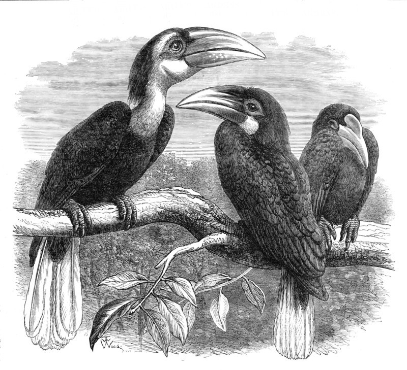 New arrivals at the Zoological Society's Gardens: Hornbills, 1870. Creator: Unknown.