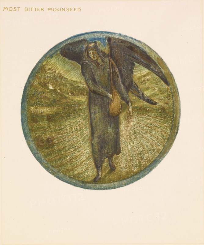 The Flower Book - Most Bitter Moonseed, 1905. Creator: Sir Edward Coley Burne-Jones.