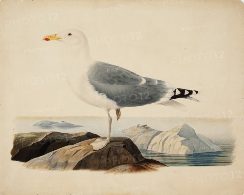 European Herring Gull, 1839. Creator: Ferdinand von Wright.