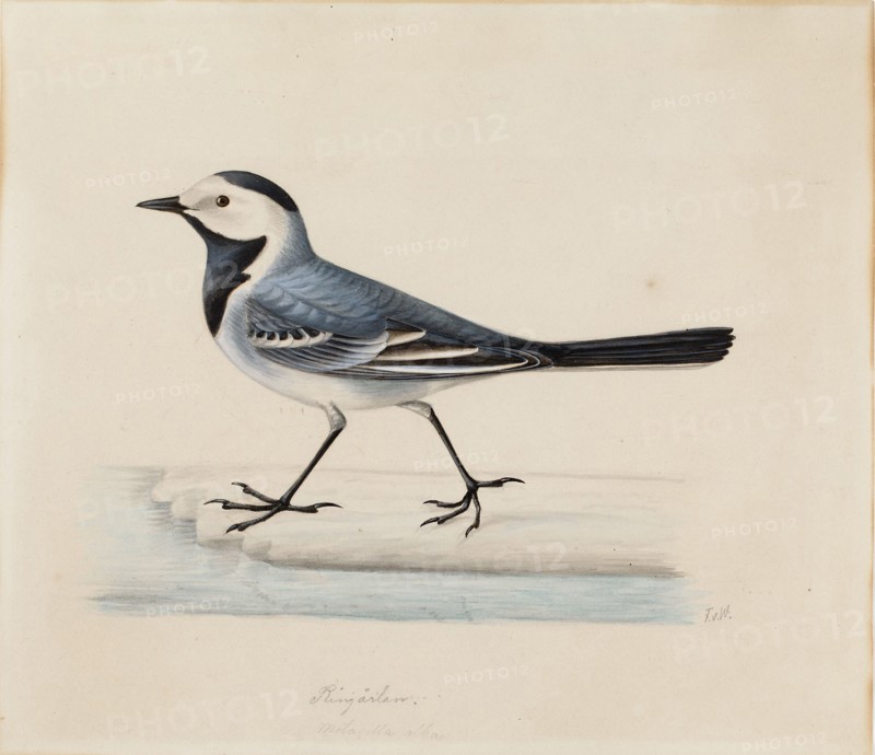 White Wagtail. Creator: Ferdinand von Wright.