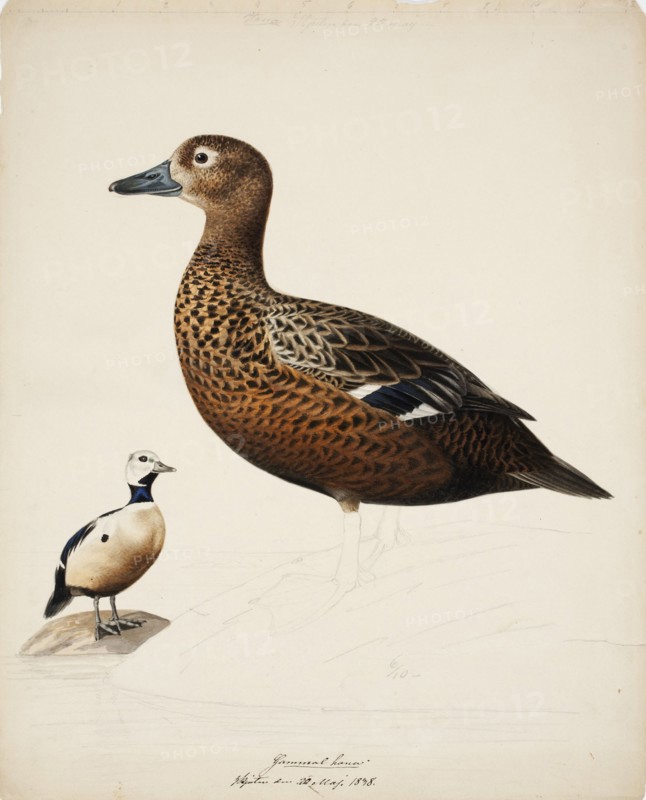 Steller's Eider; unfinished, 1838. Creator: Magnus von Wright.