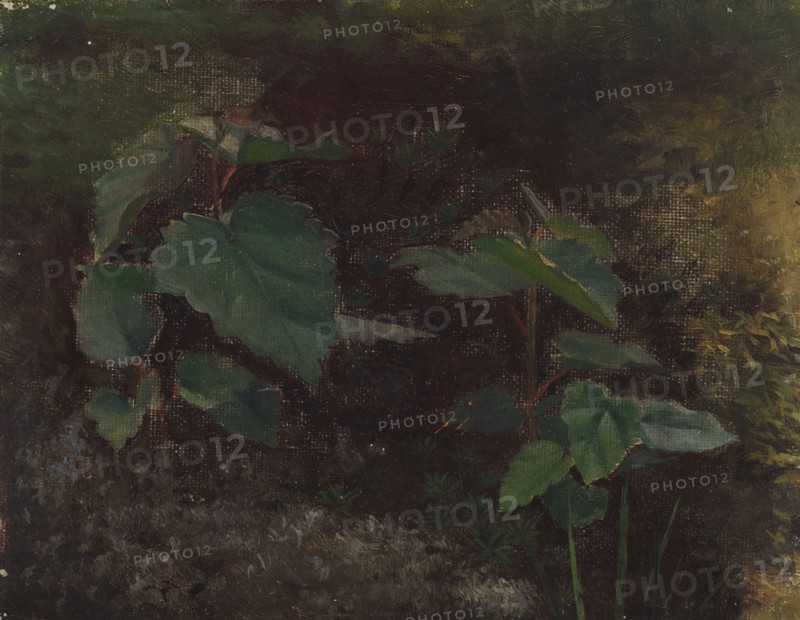Tree Plants, sketch for the painting Fairy Tale Princess, c1895-1896. Creator: Torsten Wasastjerna.