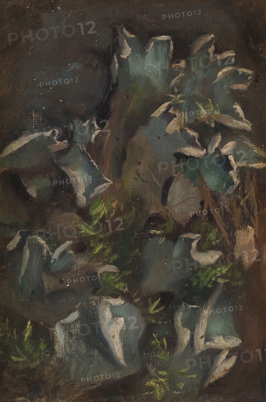 Lichen, sketch for the painting Fairy Tale Princess, c1895-1896. Creator: Torsten Wasastjerna.