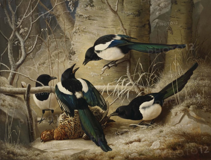 Magpies round a Dead Female Capercaillie, 1867. Creator: Ferdinand von Wright.
