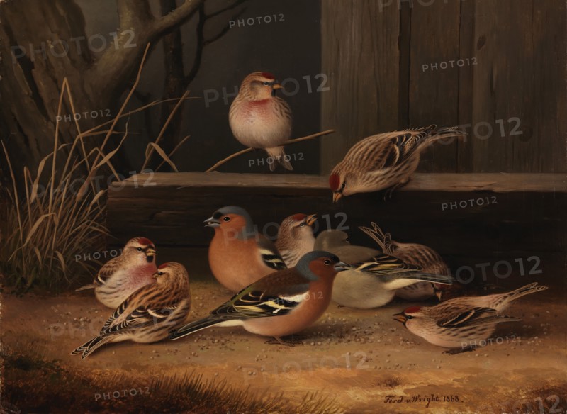 Chaffinches and Redpolls, 1868. Creator: Ferdinand von Wright.