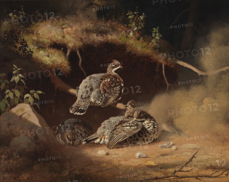 Hazel Grouse Wallowing in Sand, 1877. Creator: Ferdinand von Wright.