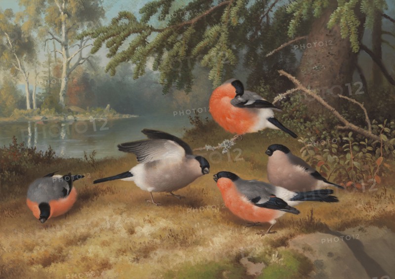 Bullfinches, 1887. Creator: Ferdinand von Wright.