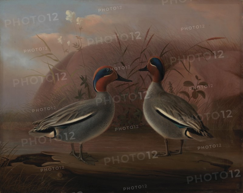 Two Male Teals by the Water, 1849. Creator: Ferdinand von Wright.