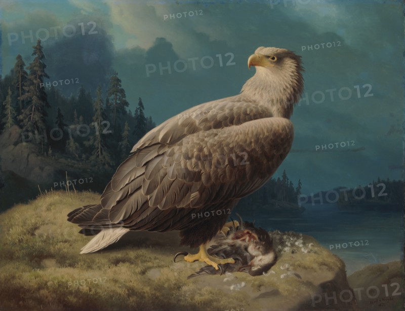 Old White-Tailed Sea Eagle, 1871. Creator: Ferdinand von Wright.