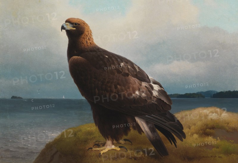 Golden Eagle, 1884. Creator: Ferdinand von Wright.