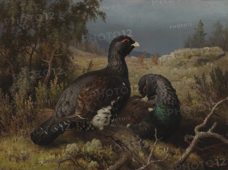 Capercaillie Cocks, 1876. Creator: Ferdinand von Wright.