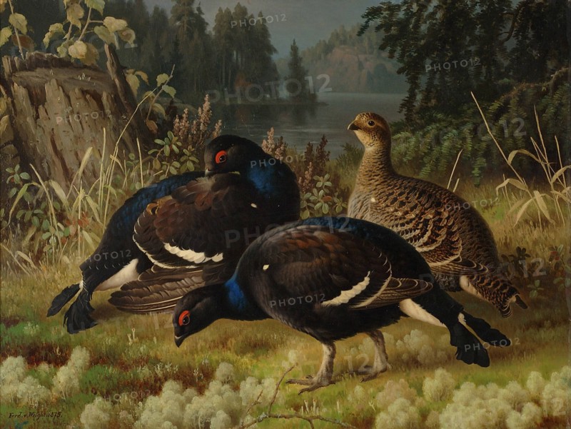 Black Grouse, Two Cocks and a Hen, 1875. Creator: Ferdinand von Wright.