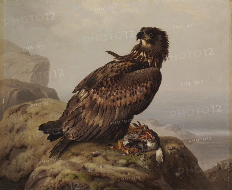 White-tailed Eagle with Its Prey, 1861. Creator: Ferdinand von Wright.