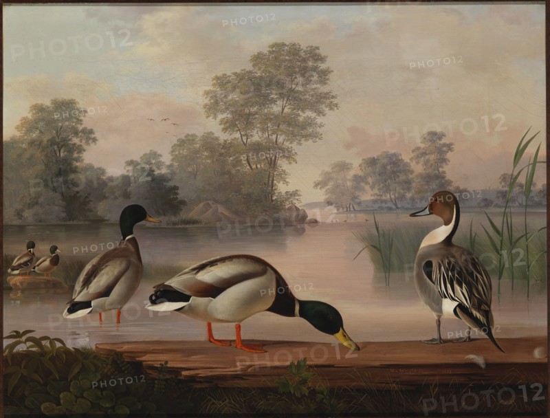 Ducks, 1853. Creator: Magnus von Wright.
