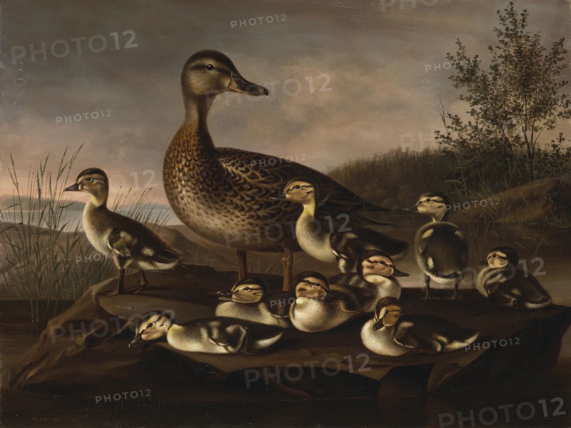 Mallard Ducklings, 1841. Creator: Magnus von Wright.