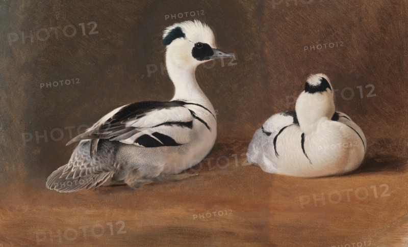 Smews, 1867. Creator: Ferdinand von Wright.
