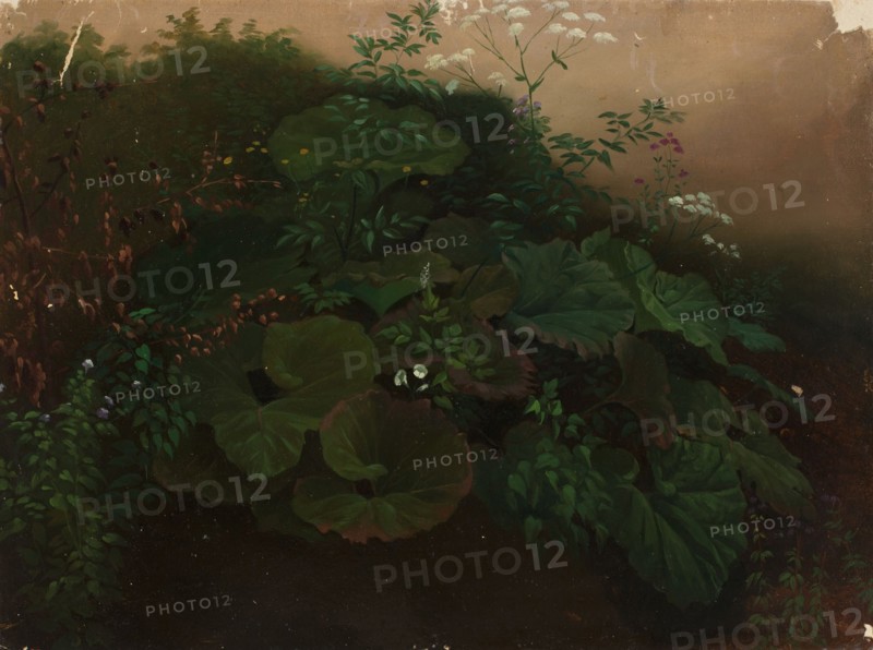 Plants, exercise, 1835-1853. Creator: Nils Jakob Blommer.