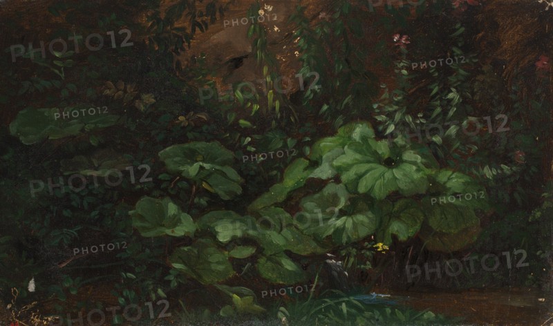Plants, exercise, 1835-1853. Creator: Nils Jakob Blommer.