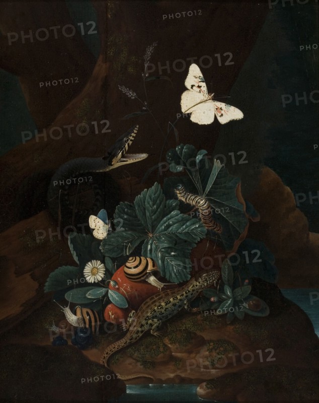 Forest Floor Still Life, 1735. Creator: Karl Wilhelm de Hamilton.