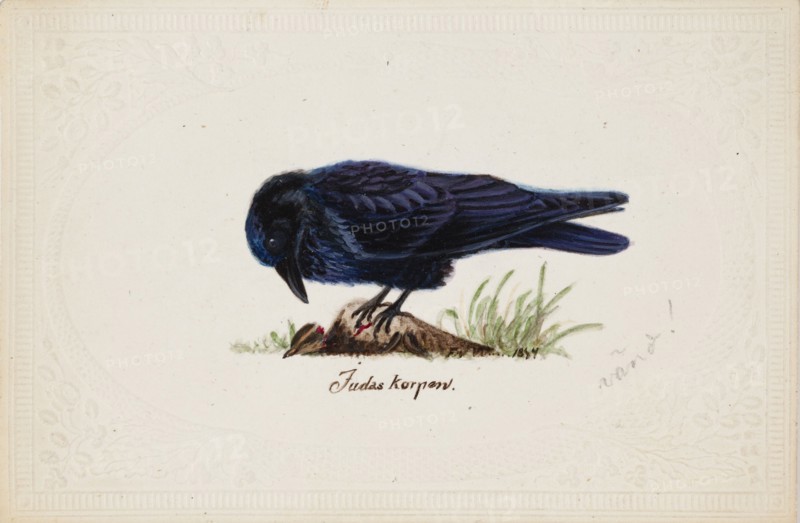 Tame Raven "Judas", 1834. Creator: Ferdinand von Wright.
