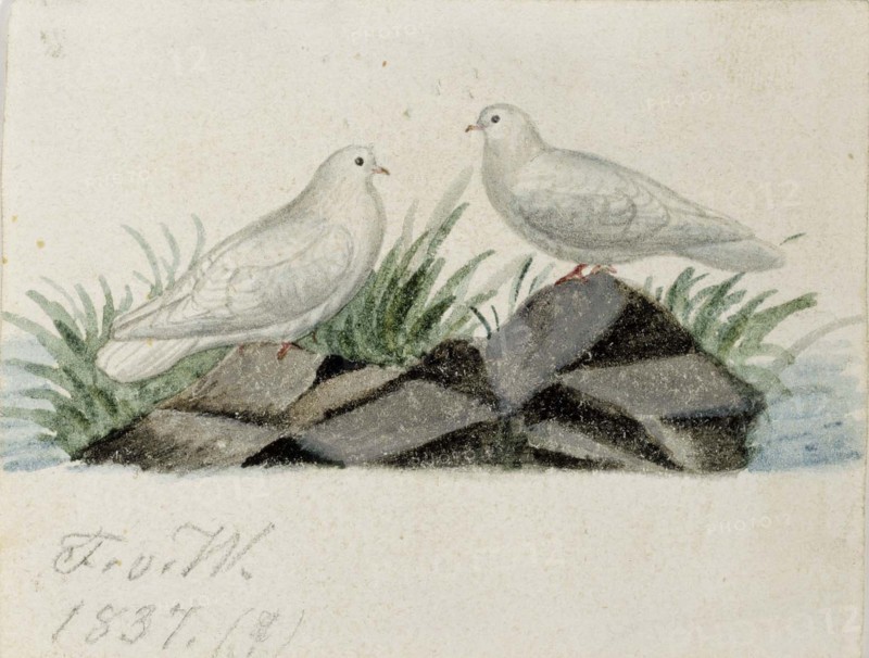Pigeons, 1837. Creator: Ferdinand von Wright.