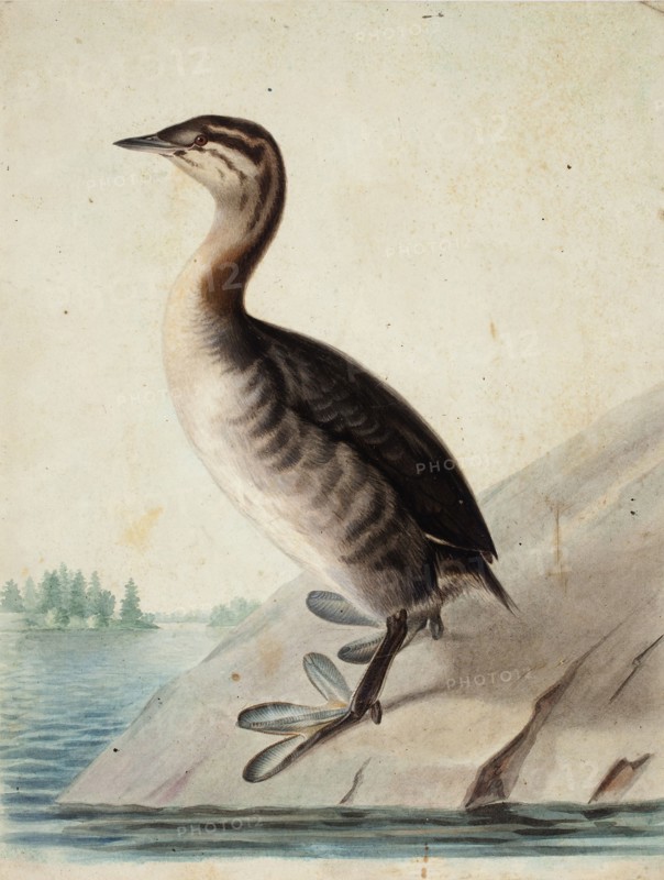 Young Horned Grebe, 1833. Creator: Wilhelm von Wright.