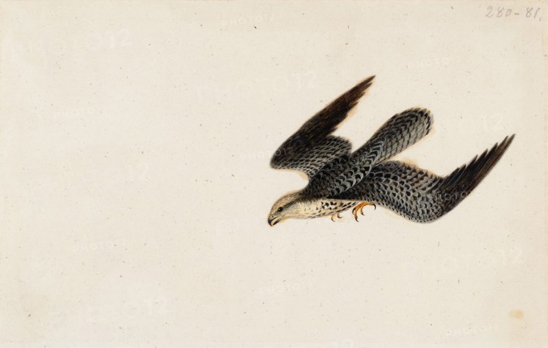 Eurasian Sparrowhawk Flying, 1830. Creator: Wilhelm von Wright.